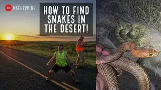How to Find Snakes in the Desert!