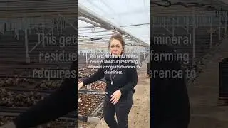 В теплице царит невероятная энергия: луковицы амариллиса пересажены!