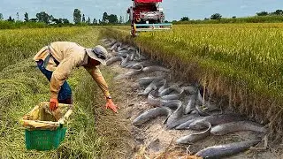 Master the Art of Catching Copper Snakehead Fish