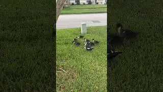 Most Chaotic Duck Family Ever! Babies Going Every Direction #ducks #ducklings