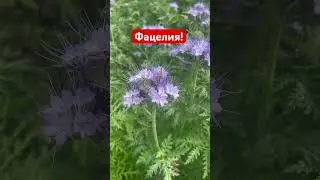 Фацелия! Вся правда, как о медоносе!!!🐝🐝🐝🐝🐝