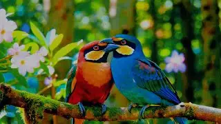 🌿Gentle Rain and Birdsong to Heal the Mind ~ Release Stress, prevents anxiety and depression 🌧️PIANO