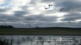 Relaxing Nature Video: Snow & Ross's Geese