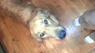 Clomping Chance