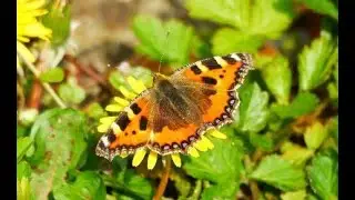 Wildlife Chronicles   It's a risky life   the Small Tortoiseshell Butterfly