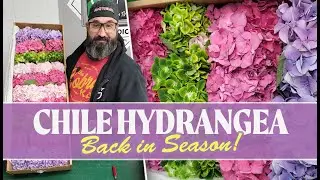 JFTV: Chile Hydrangea Season is Back for 2021 with Jimi the Tulip
