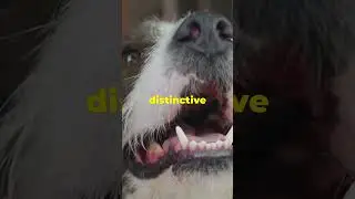Dogs Have a Unique Nose Print: #youtube shorts  #animalfacts  #facts