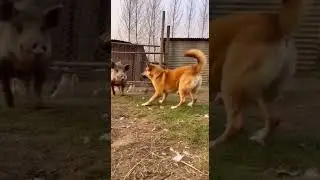 Two Loyal Dogs Are Trying Their Best To Save A Mother Hen And Her Chicks