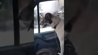 Pas Geko izgrizo sjedala