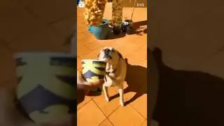 о нет 😥😰😨 #собака #funnydogs #смешныесобаки #dogmemes