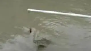 Jumping Crocodiles