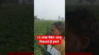 Potato area increased by 10% by 2026 #shortvideo #farming
