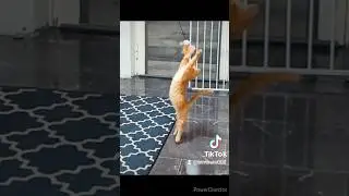 Simba's World Cat fighting Training 💪🤜 #catfight #Simba #bimbam