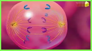 Behind the Scenes of Cell Reproduction: Mitotic Cycle Explained | The Magic of Cell Division