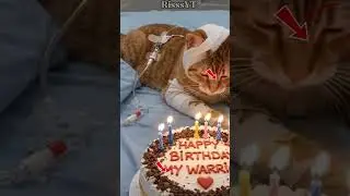 kucing sakit🤧 #cat #happybirthday #birthday #pets #aiandcats #aicats #kitten #o #love #cute