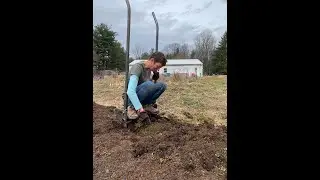 Using a broad fork in the no-till garden.