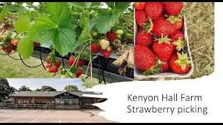 Strawberry picking at Kenyon Farm near Manchester