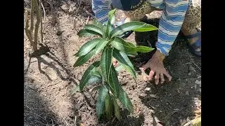 Siesta Key Gets a New Kent Mango Tree