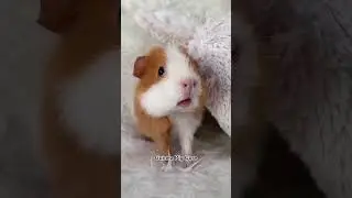Guinea pig core. #funny #funnyanimal #funnyvideo #animals #funnyanimals