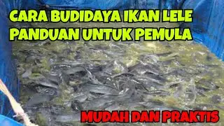 CARA BUDIDAYA IKAN LELE SEBAGAI PANDUAN UNTUK PEMULA || CARA BUDIDAYA IKAN LELE DI KOLAM TERPAL