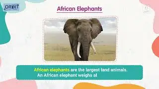 🐘 Big, Big Animals! | Orbit &ndash; My Book of General Knowledge 2 | Learn About Animals | Chapter - 1