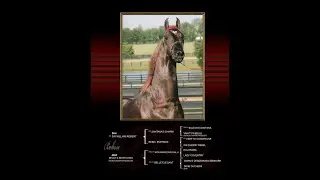 BOBESE STANDING AT STUD 0 2