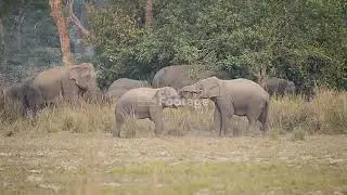Wlld elephants creating havoc in Assam , India  - 12/24/2025