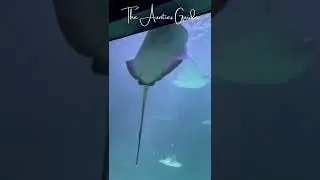 Ripley's Aquarium Myrtle Beach