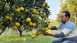 দেশি কমলা বিদেশি জাতের মতো ফলন