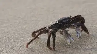Crab with beach Amazing wildlife ,Macro videos, Original sounds, birds sounds #naresh  #wildlife .