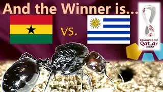 World Cup 2022 Predictions ⚽ Ghana vs Uruguay 🐜 Guessing Queen Ant