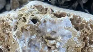 Check it out. Sidekick David in Texas rock and fossil hunting. Amazing day. #fossils #rockhounding 