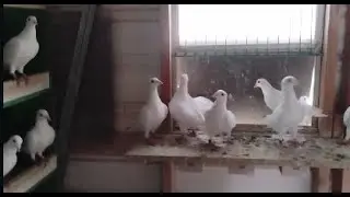 El Moro Pigeon Show. 