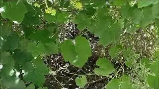 California Wild Grape Plants American River Confluence Auburn CA