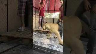 Don&rsquo;t miss end dangerous lion attack 🦁✌️😱