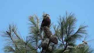 大雪山的星鴉/Eurasian Nutcracker