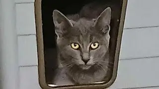 JE M’APPELLE KIWI 🥝 (chat alors !)