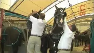 Roving Reporter - Draft Horse Town