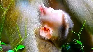Tiny Baby Monkey Finds Peace in Mother's Arms