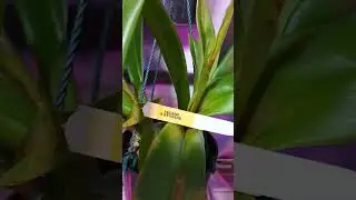 Phragmipedium Elizabeth March : sedenii x besseae