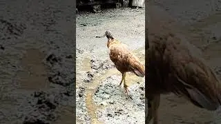 SAM Lives, trending roaster & chicken lover, #shorts, episode 84
