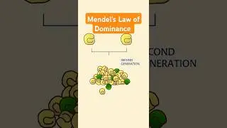 Mendel's Law of Dominance #mendel #genetics #biotechreview