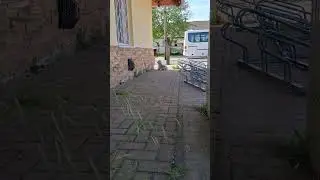 Dieser Stra&szlig;enhund sitzt hier ganz alleine- Supernaturaldogs #animalrescue #dog #streetdogs