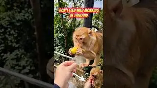 WARNING! Wild Monkeys in Thailand WILL Bite 🐒🚫 | Do NOT Feed Them