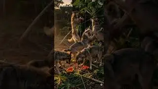 &ldquo;Farmer vs Wild Wolves! You Won&rsquo;t Believe What Happened 😱🌿&rdquo; #ai #viralreels #farmer #rescue