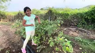 FARM TOUR - My Grandpa&rsquo;s #mosambi FARM in India #batthaithota #farmtour #teluguvlogsfromusa