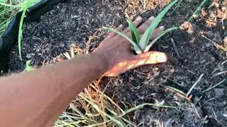 White Jade, Sugarloaf, Elite Gold Pineapple Plants! Companion Planting With Scarlet Strawberry!
