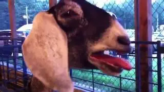 Cabras engra&ccedil;adas: Gritos Humanos - Funny Goat human cries