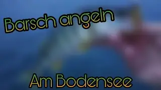 Spinnfischen auf Bodensee Barsche | Floke Angelt