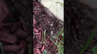 Ants under the rock with Larvae And Eggs